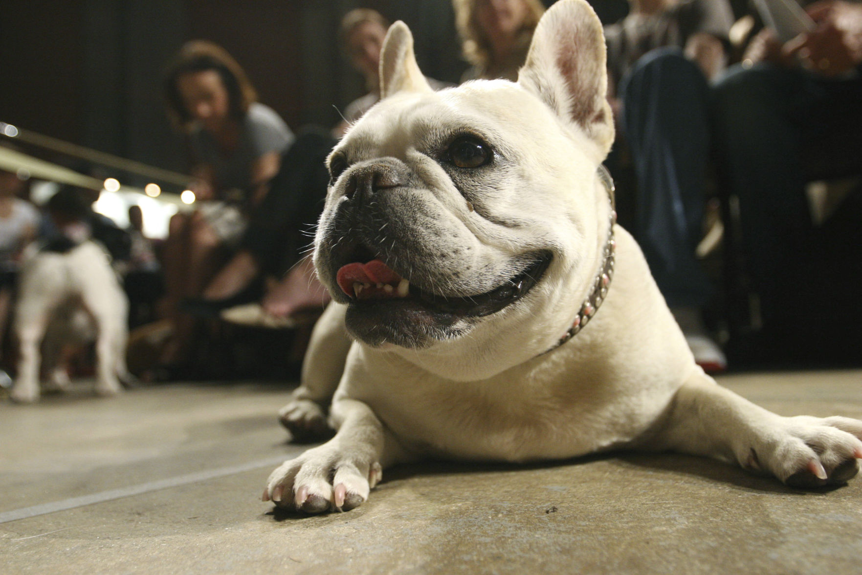 4. French bulldogs
